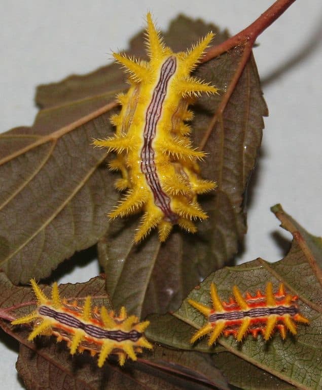 Stinging Rose Moth Caterpillar