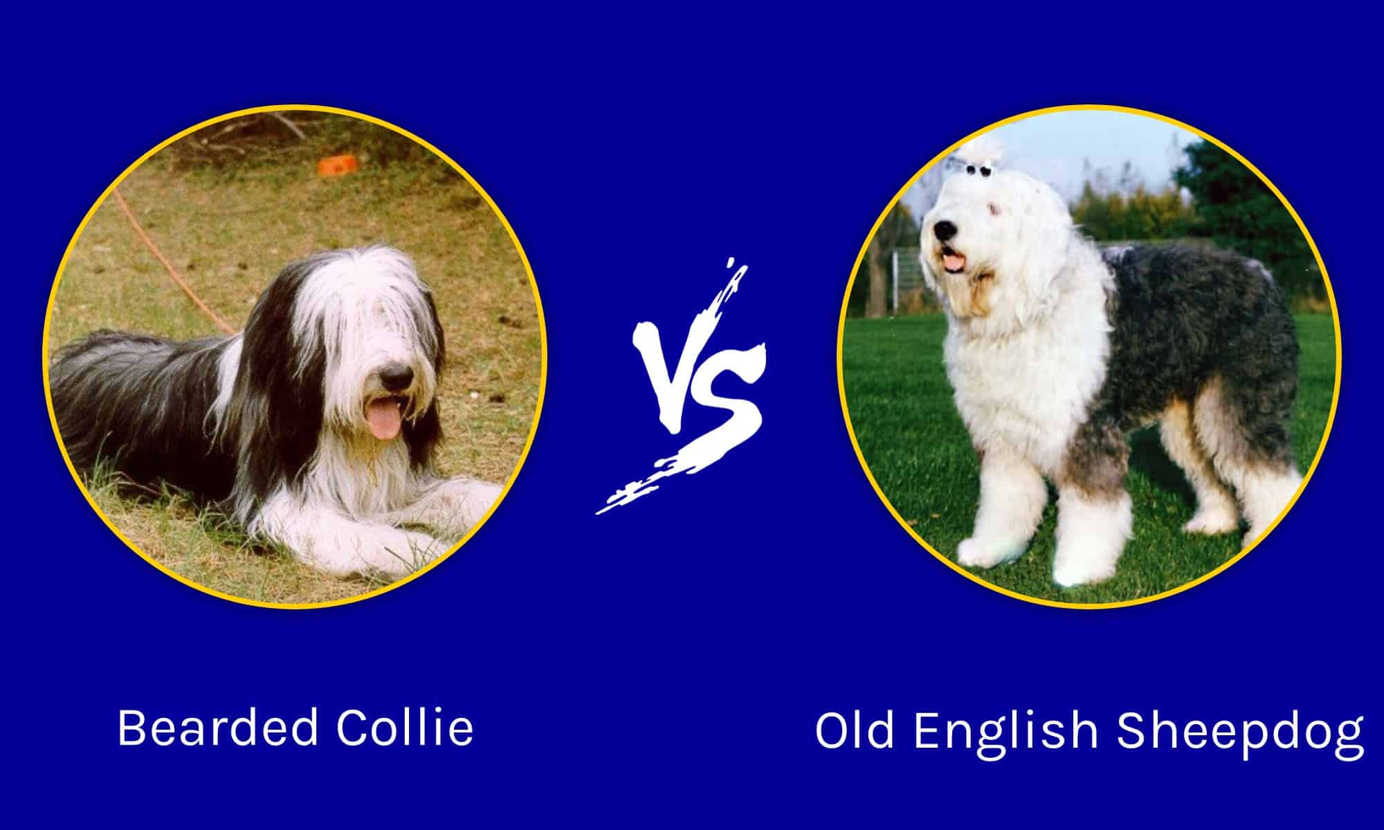 bearded-collie-vs-old-english-sheepdog-key-differences-explained-a-z