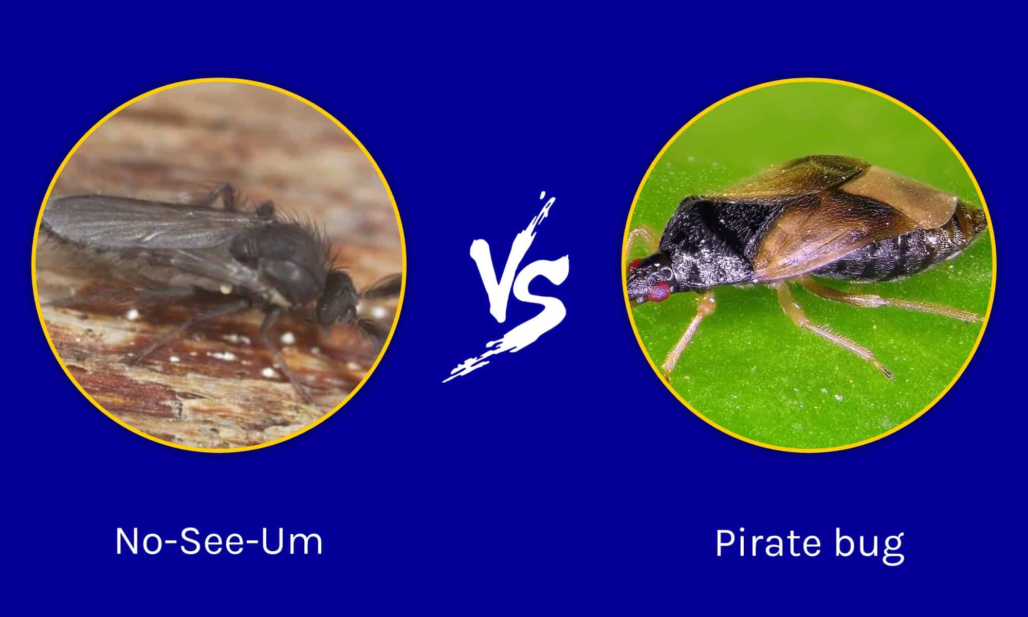 no-see-ums-vs-pirate-bugs-key-differences-explained-wiki-point