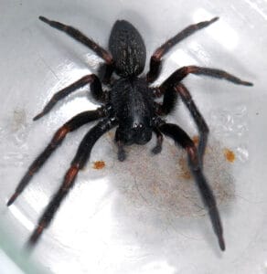 Discover 9 Black Spiders in California Picture