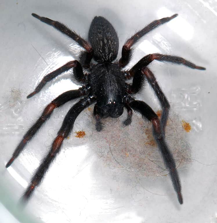Black House Spider (Badumna insignia)