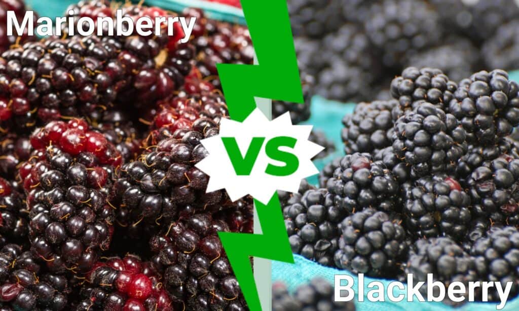 Marionberry vs Blackberry