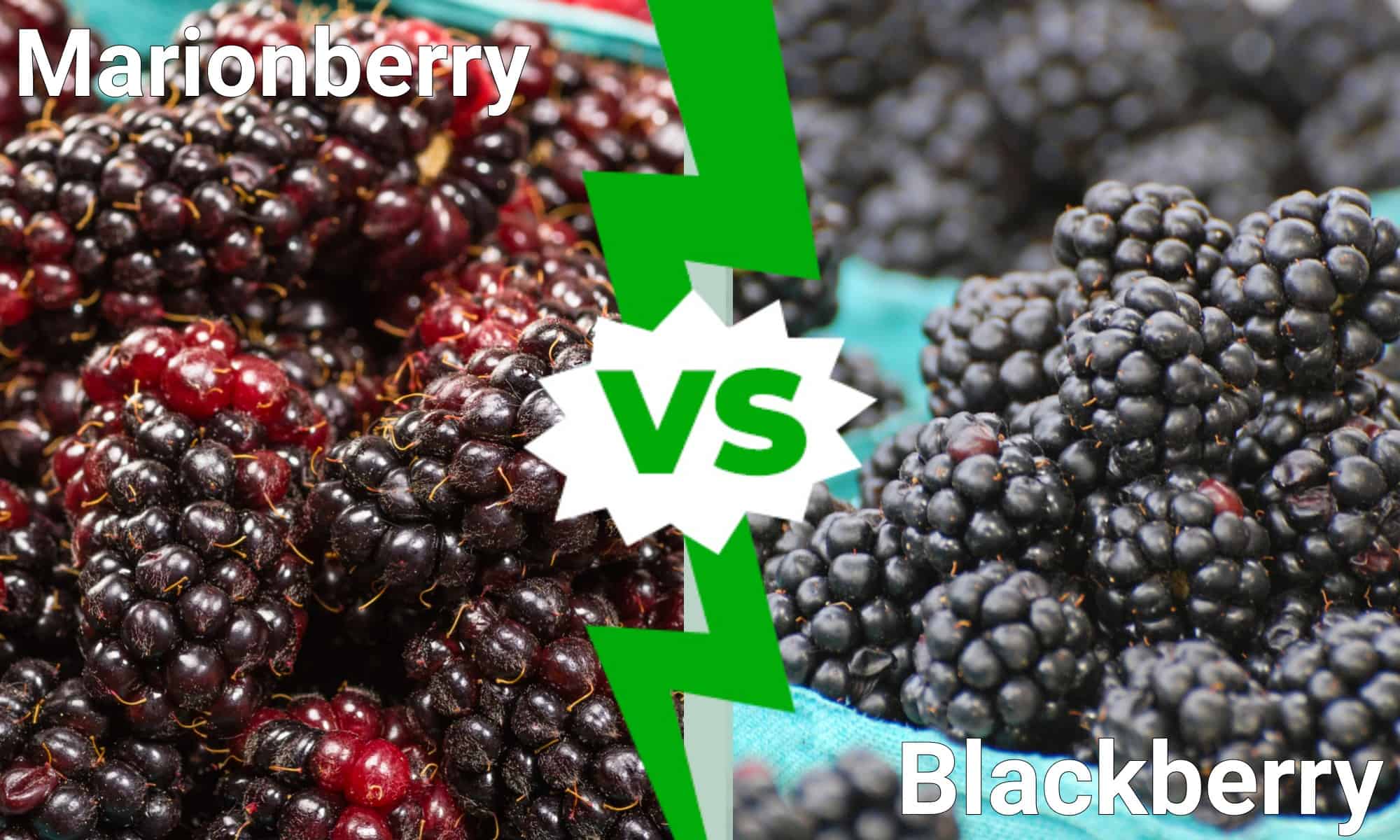 Marionberry vs Blackberry What’s the Difference? AZ Animals