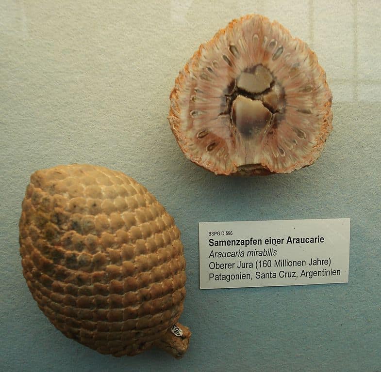 Araucaria mirabilis