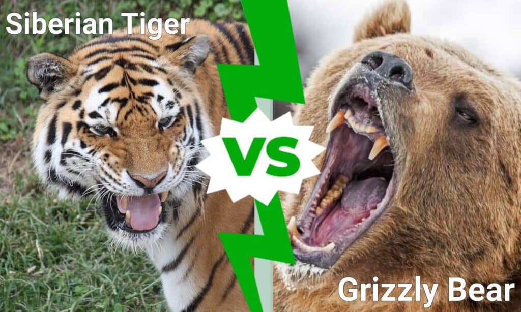 Tiger/Brown Bear Comparison as a Species
