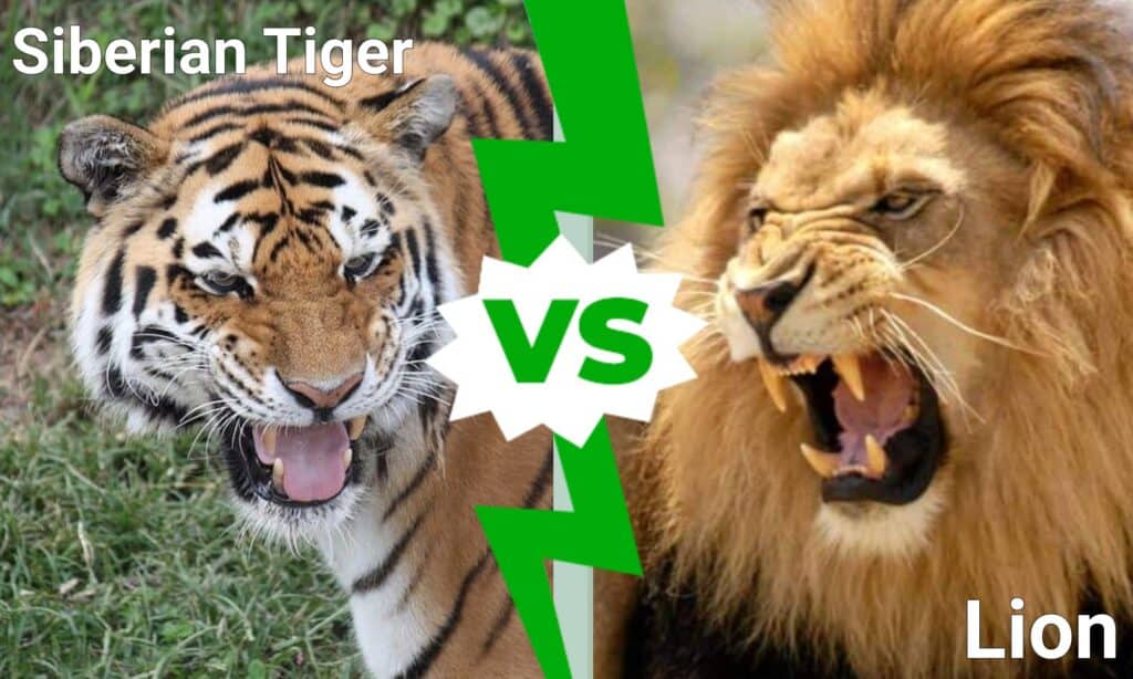 siberian tiger vs lion size comparison