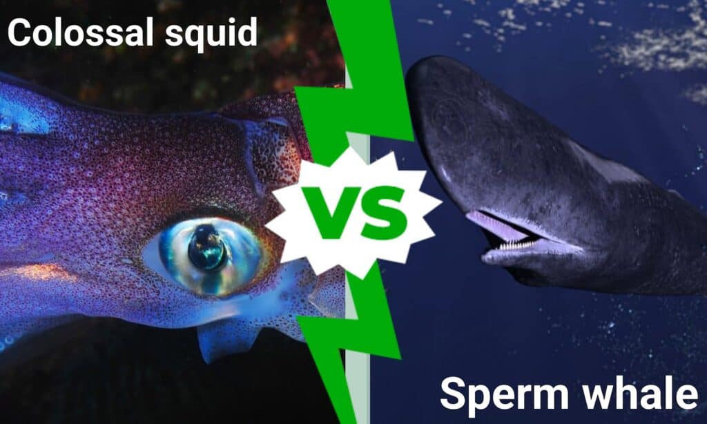 colossal squid vs sperm whale