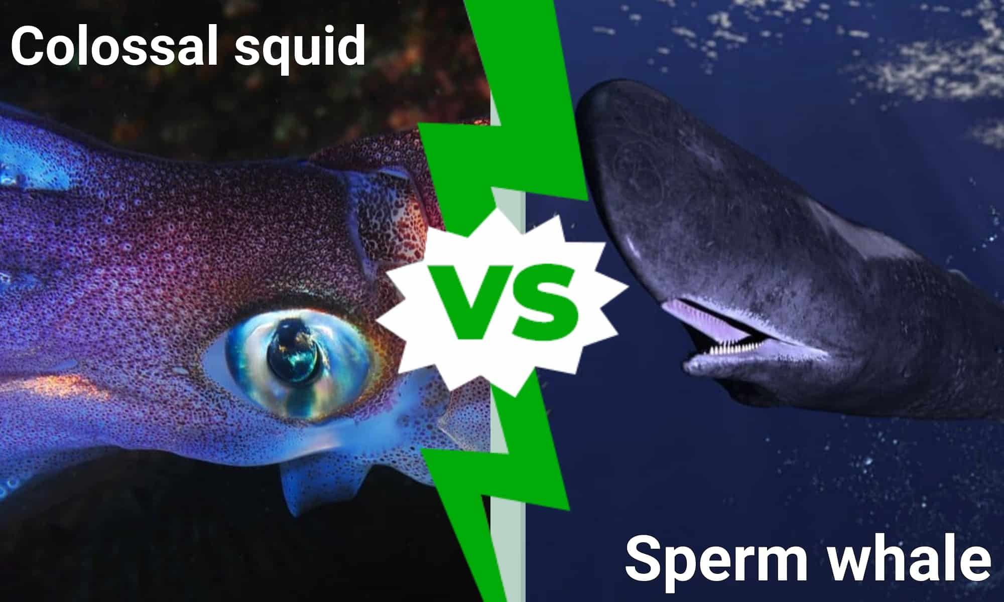 colossal-squid-vs-sperm-whale-what-are-the-differences-wiki-point