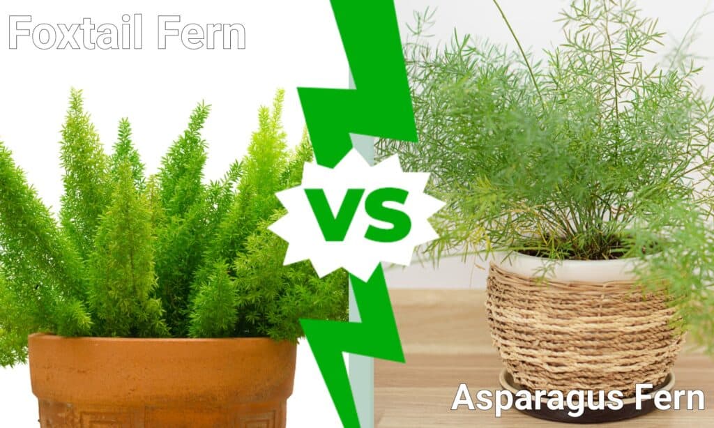 Foxtail Fern vs Asparagus Fern