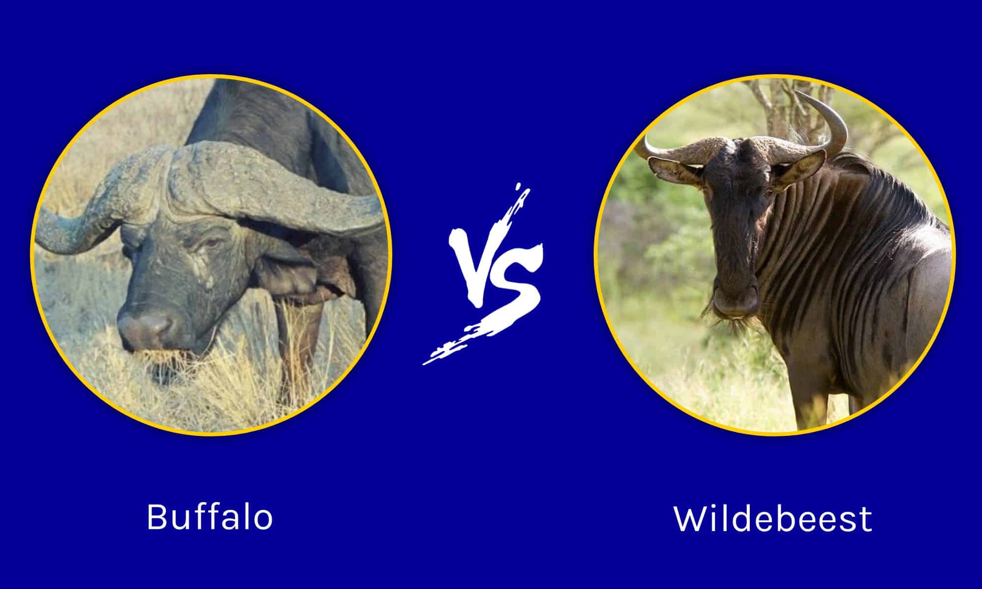 Buffalo Vs Wildebeest: What Are The 5 Major Differences? - A-z Animals