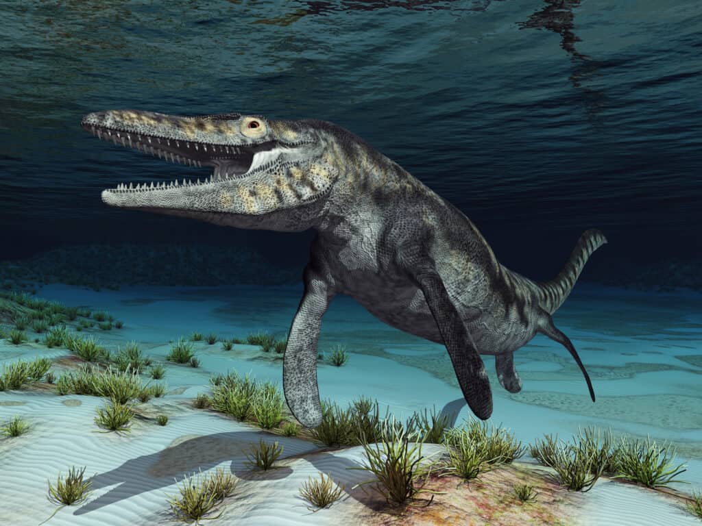 Adult mosasaur tylosaurus swimming close to the sea bed