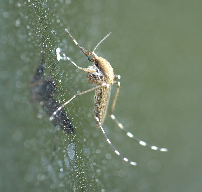 Eastern Salt Marsh Mosquito