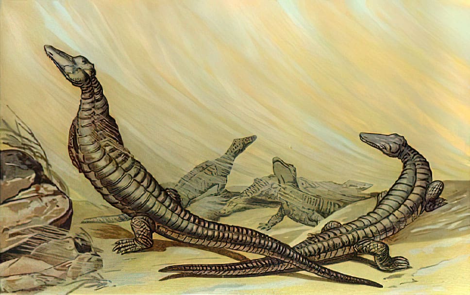 Stegomus (Aetosaurus)