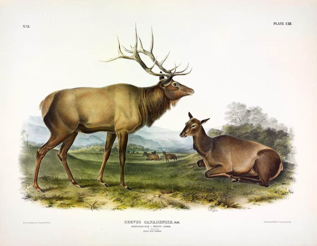 eastern elk