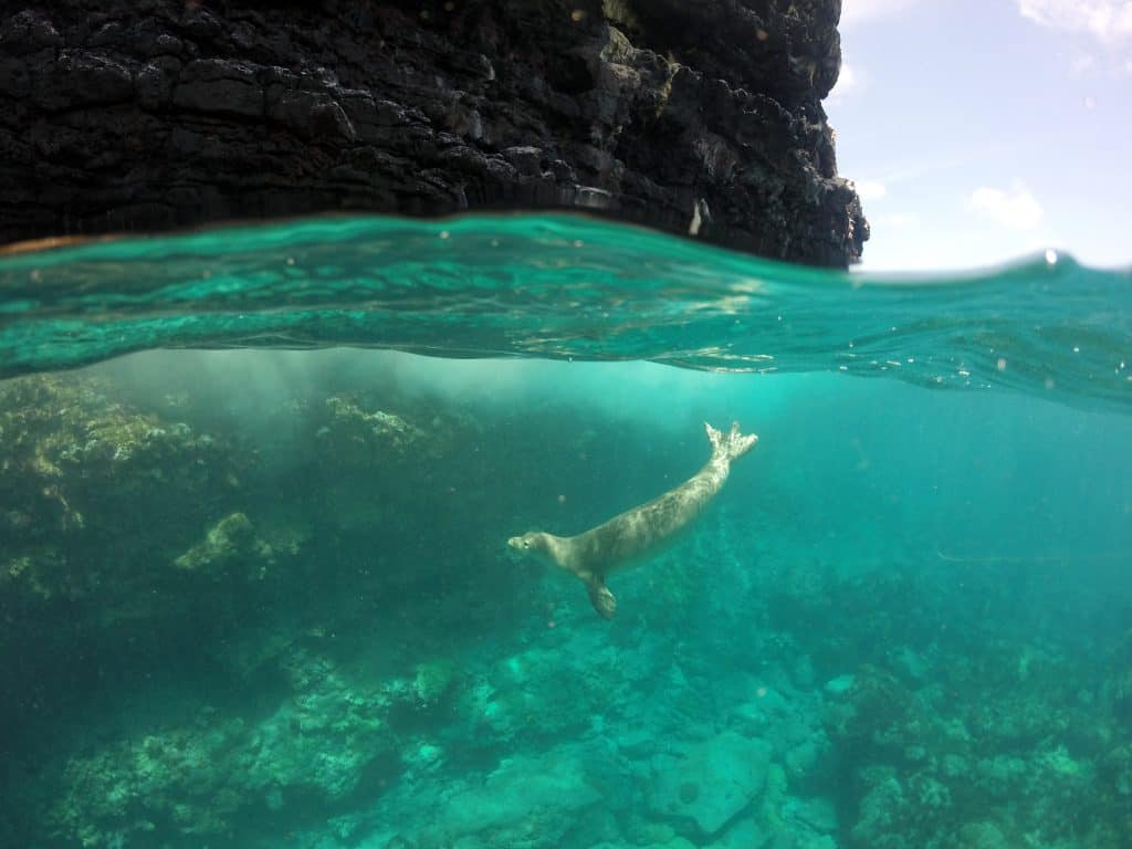 Hawaiian monk seal