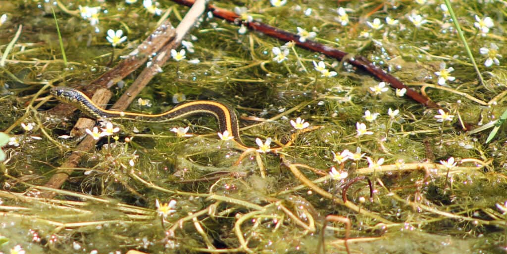 aquatic garter snake