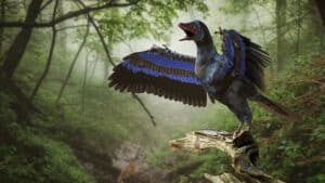 Meet The First Dinosaur With Feathers To Be Discovered Picture