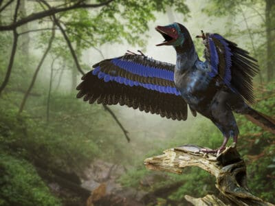 A Meet The First Dinosaur With Feathers To Be Discovered