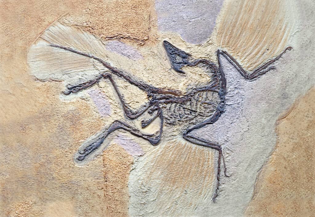 Archaeopteryx Fossil