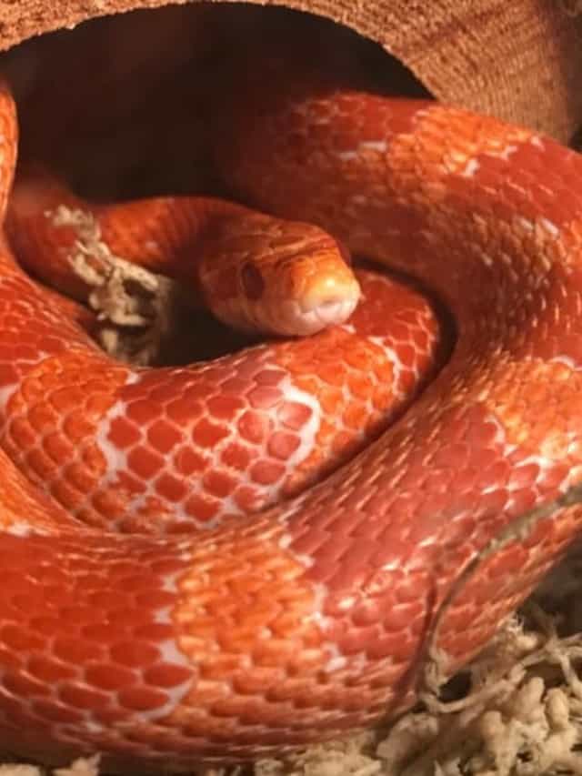 Are Corn Snakes Poisonous or Dangerous? AZ Animals