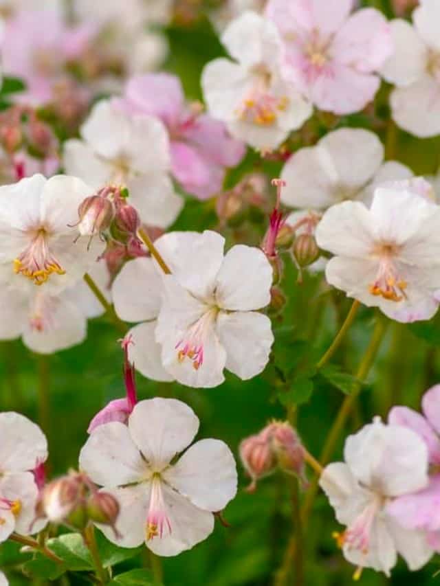 are geraniums poisonous to cats or dogs