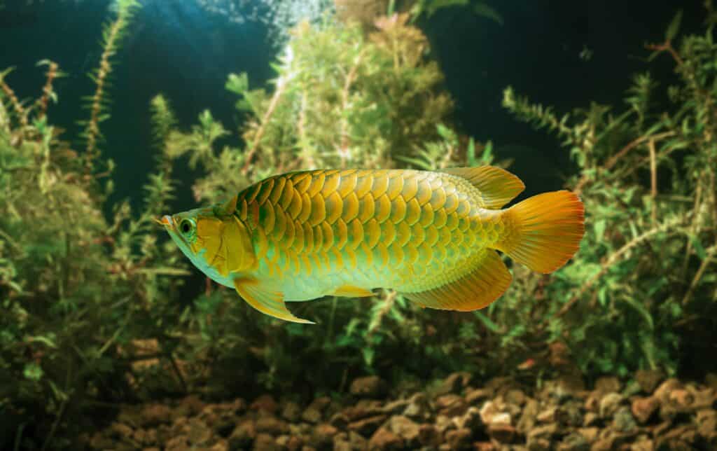 Gold red Asian arowana in aquarium.