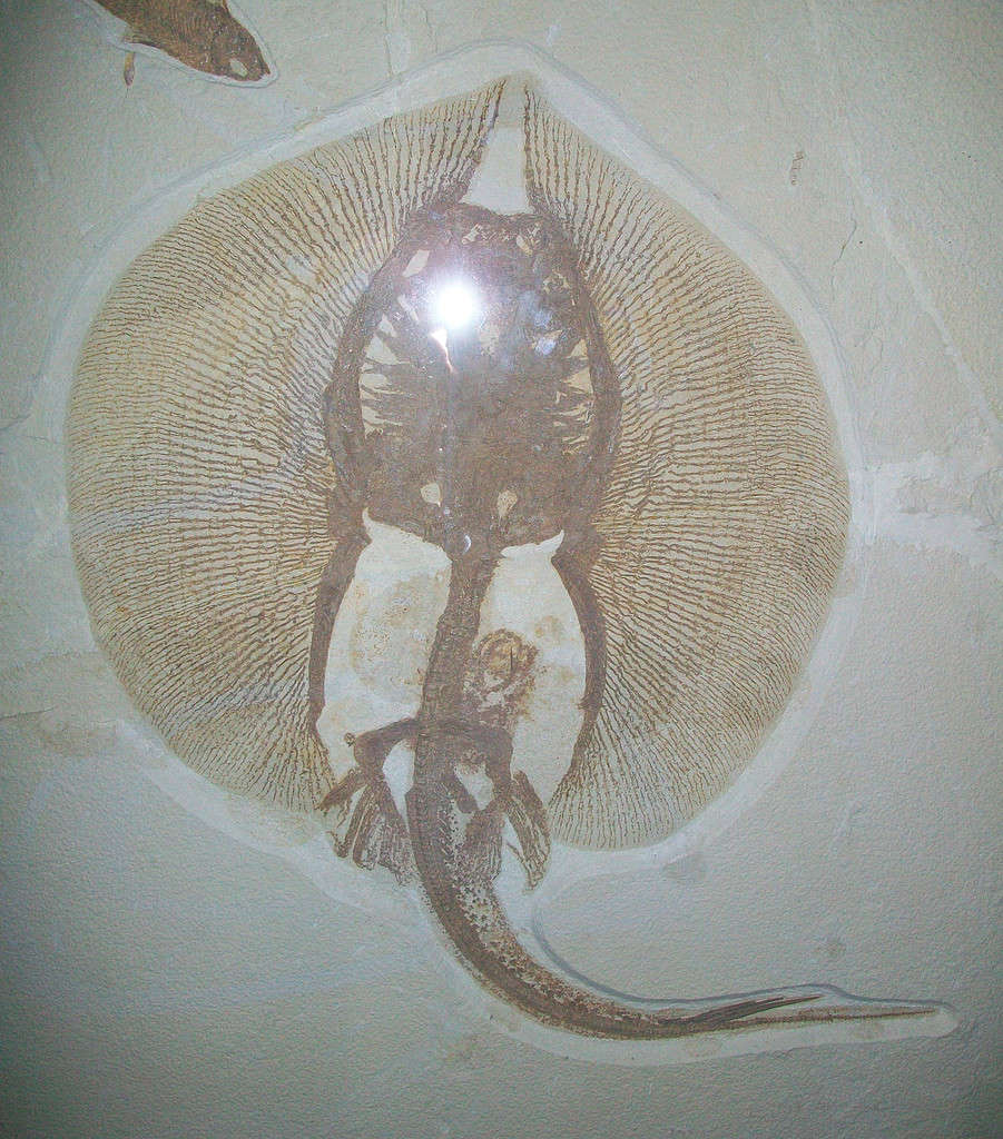 extinct genus of stingray from the Eocene Green River Formation in Wyoming; Holotype specimen of Asterotrygon maloneyi (FMNH PF 15166) in the Field Museum of Natural History.