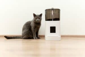 The Best Automatic Wet Cat Food Feeders Today Picture