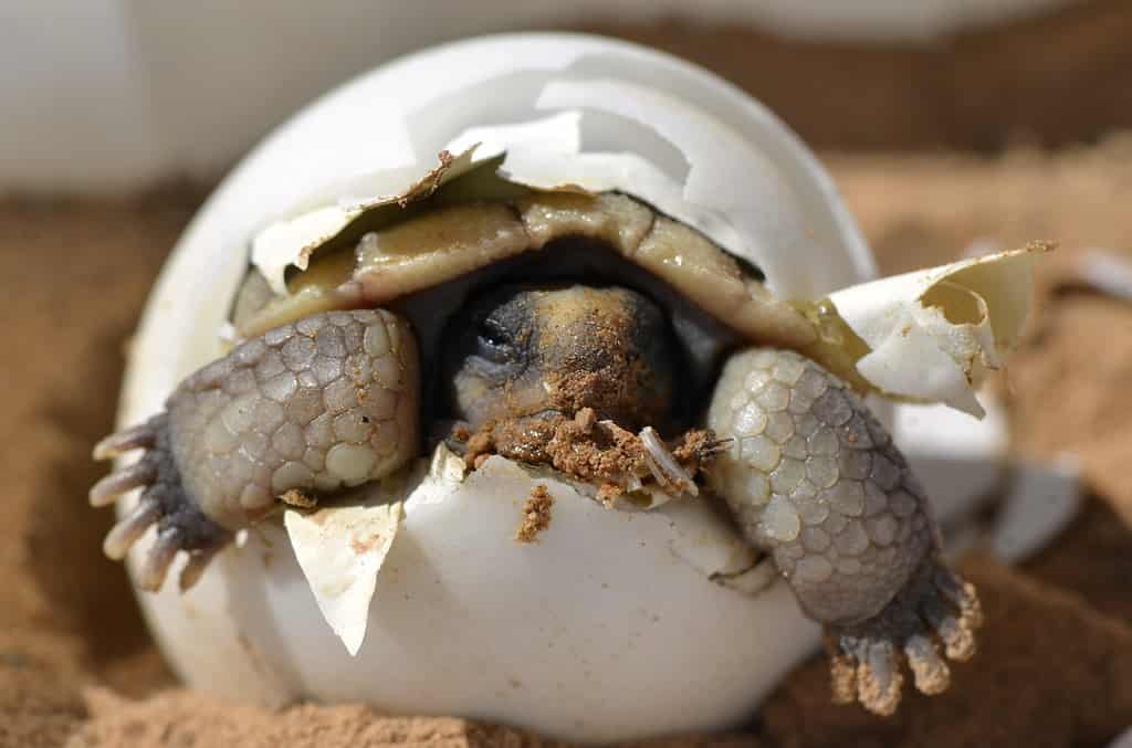 Baby Desert Tortoise hatched in 90 degrees.