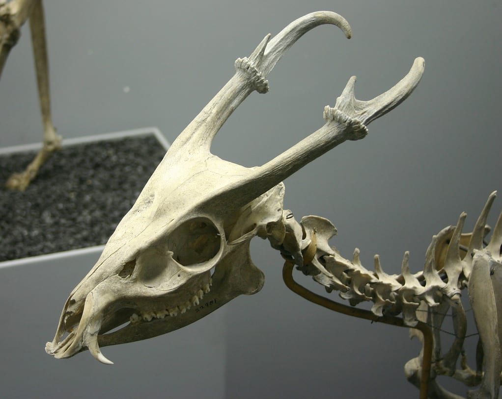 Muntjac skull