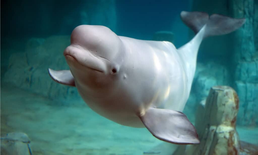 Beluga whale at public beach