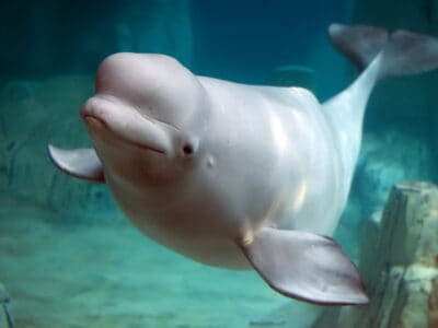 A Discover the 4 Lucky Aquariums with Beluga Whales