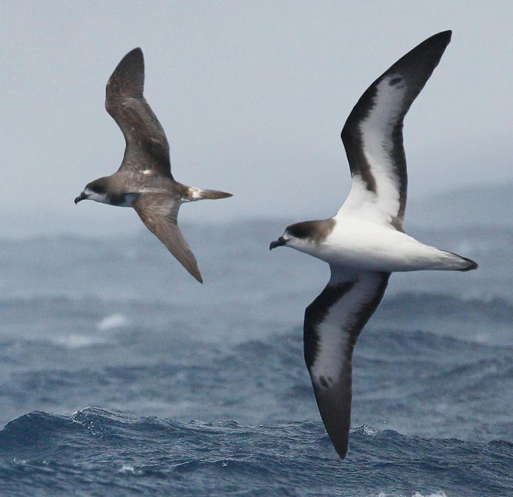 Bermuda Petrel