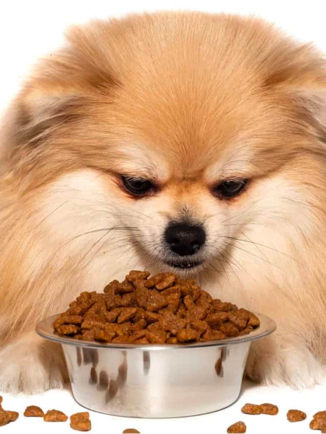Best Royal Canin Pomeranian Dog Food Review Cover Image