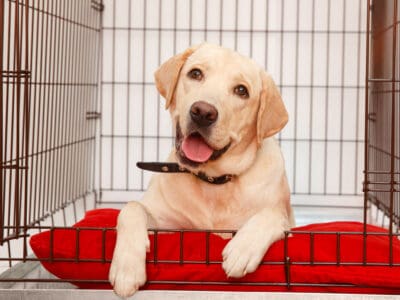 A The 6 Best Dog Cages For Professional Boarders, Groomers, and More