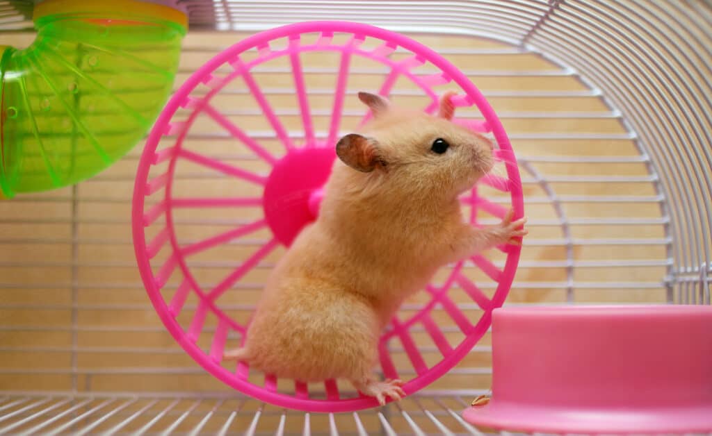 Hamster running in a wheel.