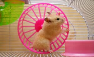 The Best Hamster Wheels for All Sizes Picture