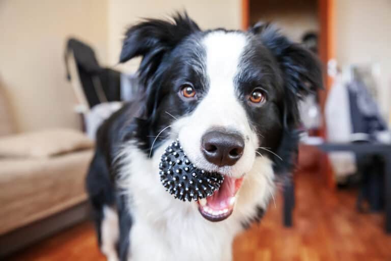 Best pet products on prime day