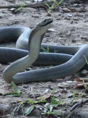 Inland Taipan vs Black Mamba: Who Would Win in a Fight? - A-Z Animals