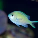 Blue Green Chromis, Chromis viridis, a popular and peaceful aquarium fish from the Indo-Pacific Oceans.
