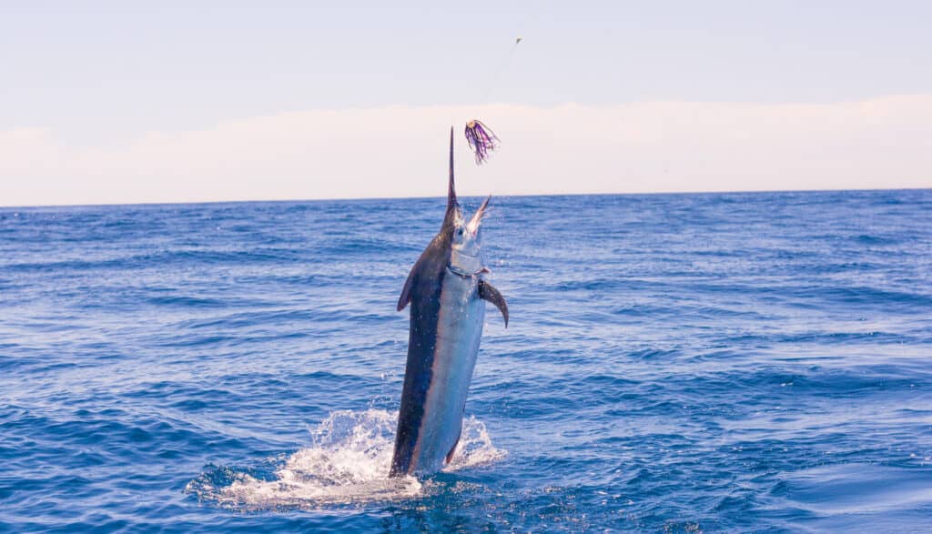 prompthunt: a photo of a blobfish jumping from the water like a marlin