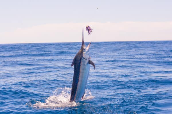Marlin hooked on a fisherman's line.
