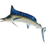 Mounted Blue Marlin isolated against a white background