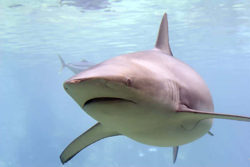 Bronze Whaler Shark close-up. The bronze whaler shark is a large fish with a classic shark appearance.