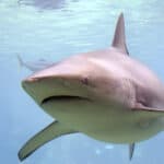 Copper Shark