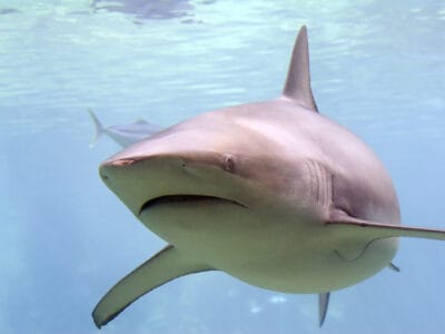 A Carcharhinus brachyurus