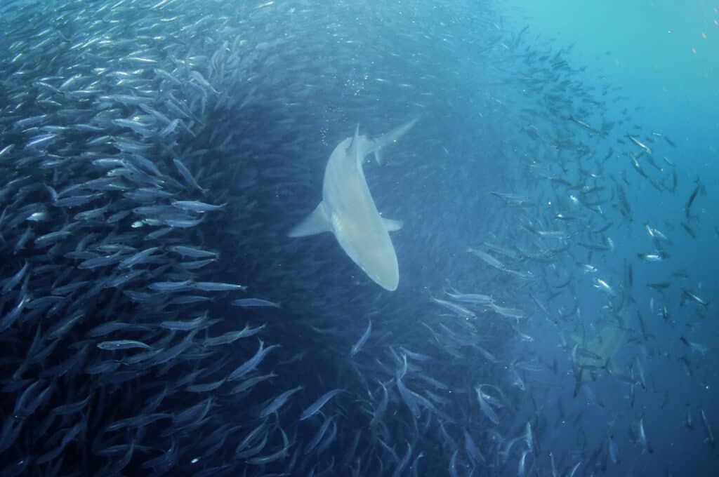 Bronze whaler shark swims through a sardine bait ball looking to fee during the sardine run on the east coast of South Africa.