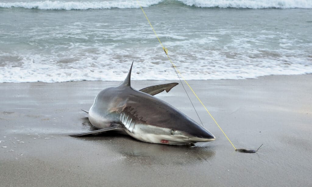 A big Bronze Whaler Shark on the beach. A tag and release shark fishing is popular in Namibia.