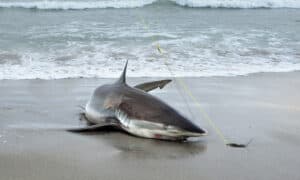Beachgoers Rescue Massive 1200 Pound Shark Stranded on the the Beach photo