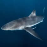 Bronze Whaler Shark